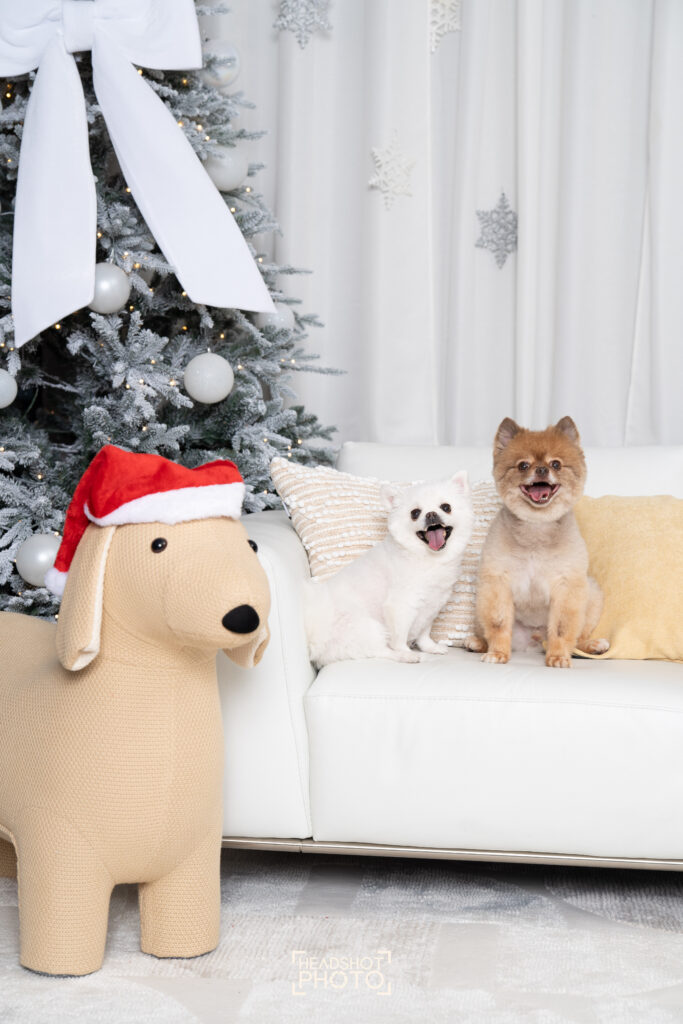 Two small dogs posing on a white couch next to a festive dog prop for a pet-friendly Christmas photoshoot.
